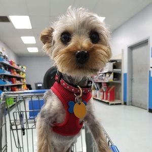 Meet your Posher, Jerry